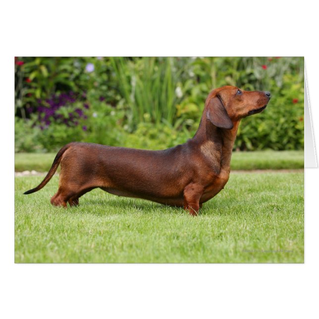 Smooth-haired Miniature Dachshund (Front Horizontal)