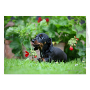 Smooth-haired Miniature Dachshund 1