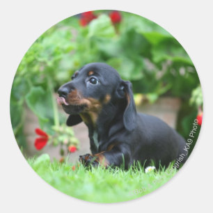Smooth-haired Miniature Dachshund 1 Classic Round Sticker