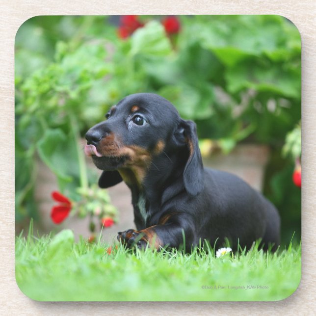 Smooth-haired Miniature Dachshund 1 Coaster (Front)