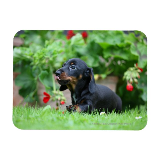 Smooth-haired Miniature Dachshund 1 Magnet (Horizontal)