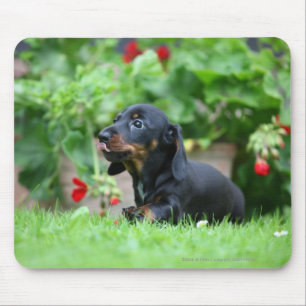 Smooth-haired Miniature Dachshund 1 Mouse Pad
