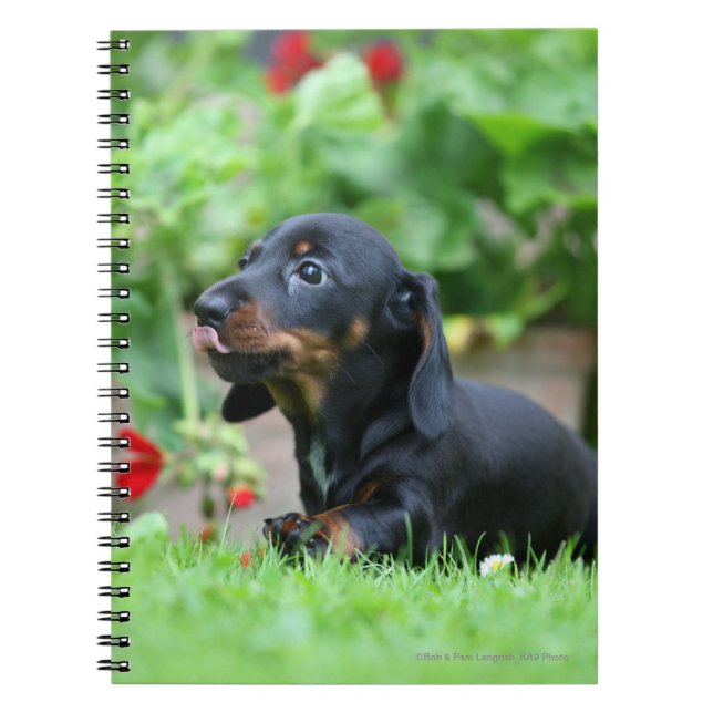 Smooth-haired Miniature Dachshund 1 Notebook (Front)
