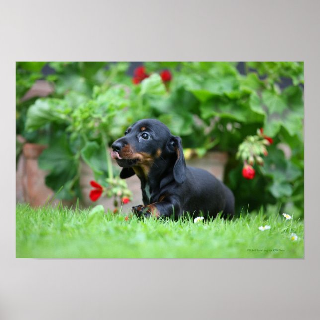 Smooth-haired Miniature Dachshund 1 Poster (Front)