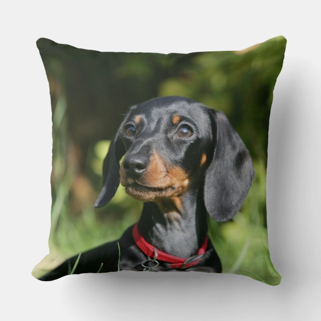 Smooth-haired Miniature Dachshund 3 Cushion (Front)