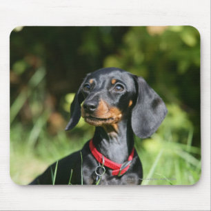 Smooth-haired Miniature Dachshund 3 Mouse Pad