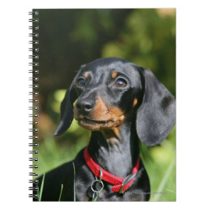 Smooth-haired Miniature Dachshund 3 Notebook