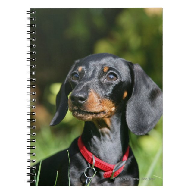Smooth-haired Miniature Dachshund 3 Notebook (Front)
