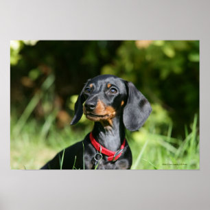Smooth-haired Miniature Dachshund 3 Poster