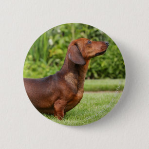 Smooth-haired Miniature Dachshund 6 Cm Round Badge