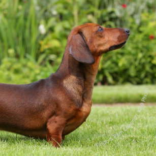 Short Haired Miniature Dachshund Accessories Zazzle Com Au
