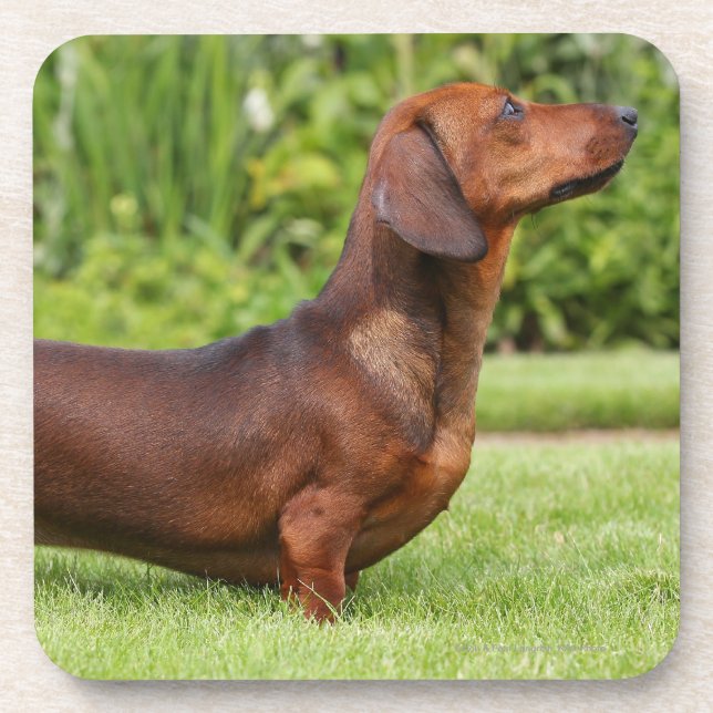 Smooth-haired Miniature Dachshund Coaster (Front)