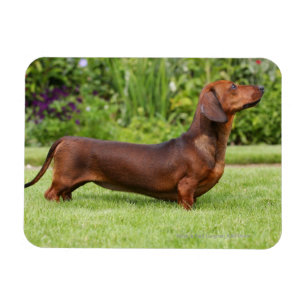 Smooth-haired Miniature Dachshund Magnet