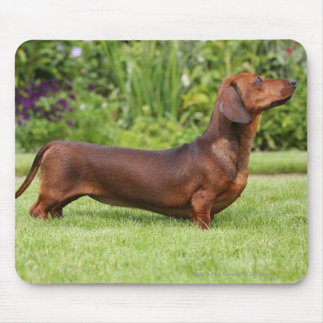 Smooth-haired Miniature Dachshund Mouse Pad (Front)