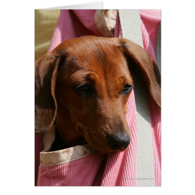 Smooth-haired Miniature Dachshund Puppy (Front)