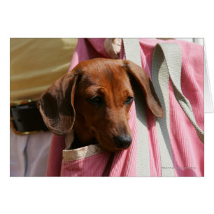 Smooth-haired Miniature Dachshund Puppy
