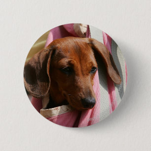 Smooth-haired Miniature Dachshund Puppy 6 Cm Round Badge
