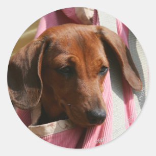 Smooth-haired Miniature Dachshund Puppy Classic Round Sticker