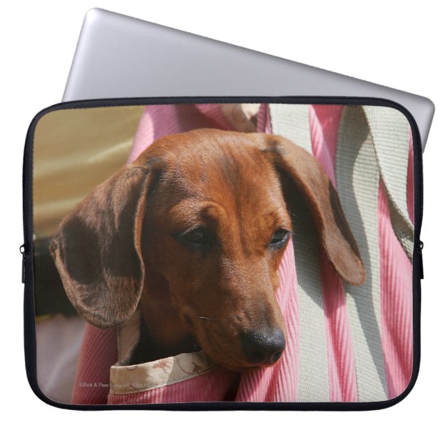 Smooth-haired Miniature Dachshund Puppy Laptop Sleeve (Front)
