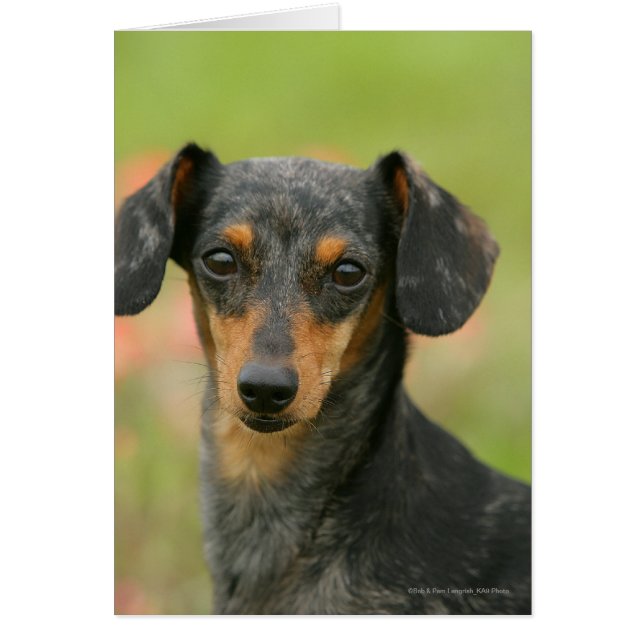 Smooth-haired Miniature Dachshund Puppy Looking at (Front)