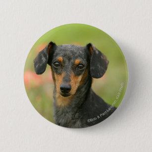 Short Haired Miniature Dachshund Accessories Zazzle Com Au