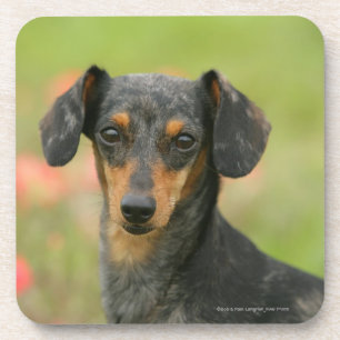 Smooth-haired Miniature Dachshund Puppy Looking at Coaster
