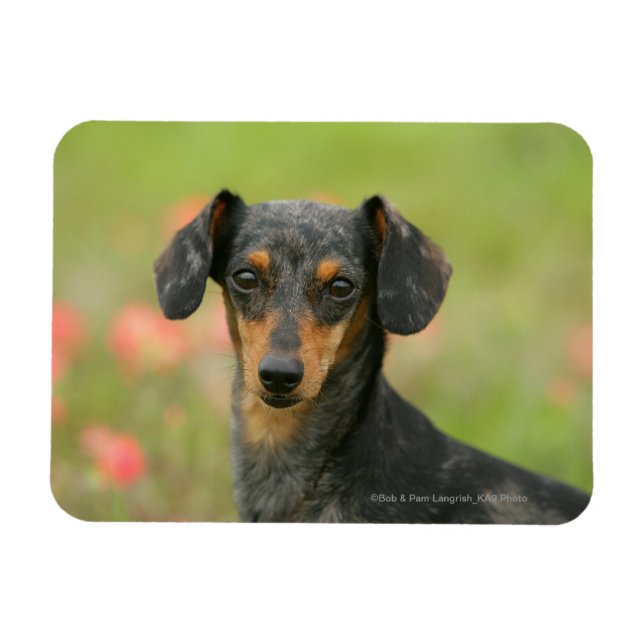Smooth-haired Miniature Dachshund Puppy Looking at Magnet (Horizontal)