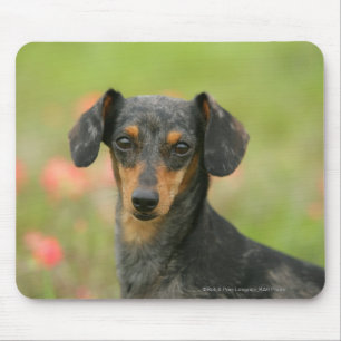 Smooth-haired Miniature Dachshund Puppy Looking at Mouse Pad