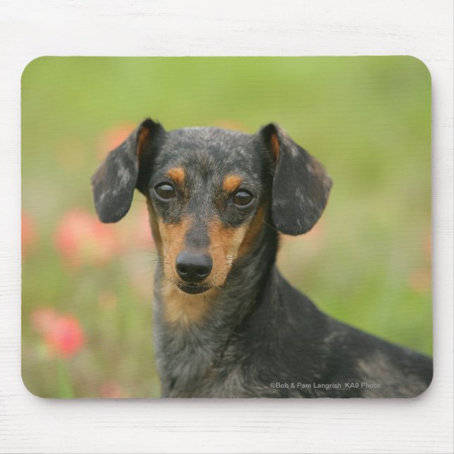 Smooth-haired Miniature Dachshund Puppy Looking at Mouse Pad (Front)