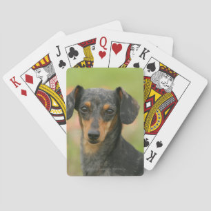 Smooth-haired Miniature Dachshund Puppy Looking at Playing Cards