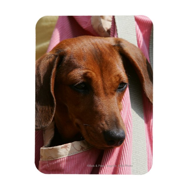 Smooth-haired Miniature Dachshund Puppy Magnet (Vertical)