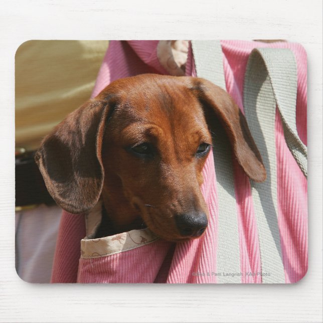Smooth-haired Miniature Dachshund Puppy Mouse Pad (Front)