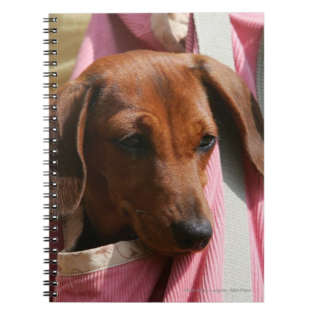 Smooth-haired Miniature Dachshund Puppy Notebook (Front)