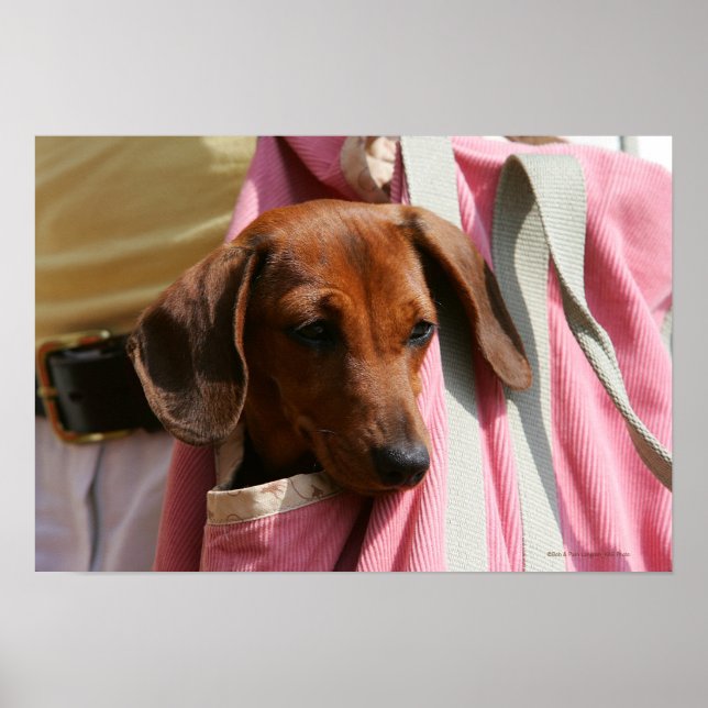 Smooth-haired Miniature Dachshund Puppy Poster (Front)