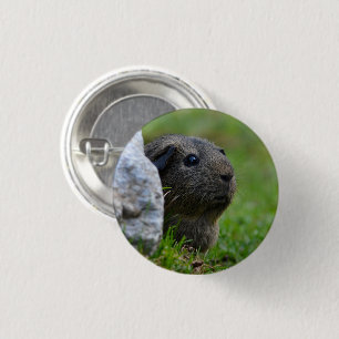 Smooth, Lemon Agouti Guinea Pig Outdoors 3 Cm Round Badge