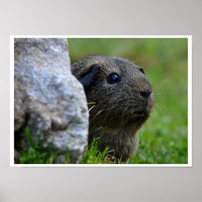 Smooth, Lemon Agouti Guinea Pig Outdoors Poster (Front)
