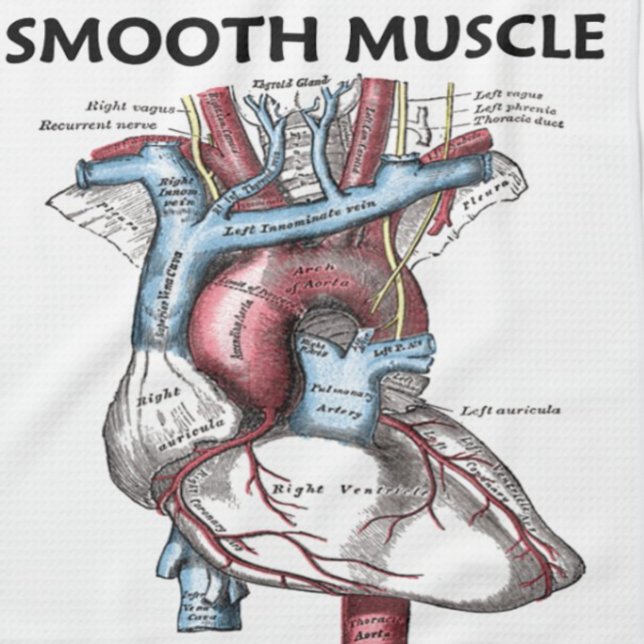 Smooth Muscle Inside (Grey's Anatomy Heart) Tea Towel (Kitchen towel for anyone who has a heart - i.e., "Smooth Muscle Inside")