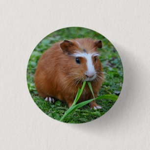 Smooth, Short Hair, Red and White Guinea Pig 3 Cm Round Badge
