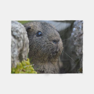 Smooth, Shorthair, Lemon Agouti Guinea Pig in Rock Fleece Blanket