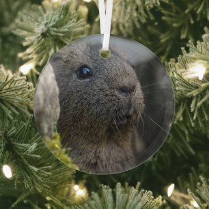 Smooth, Shorthair, Lemon Agouti Guinea Pig in Rock Glass Tree Decoration