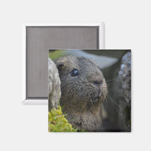 Smooth, Shorthair, Lemon Agouti Guinea Pig in Rock Magnet