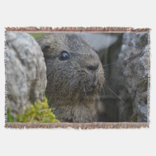 Smooth, Shorthair, Lemon Agouti Guinea Pig in Rock Throw Blanket