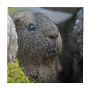 Smooth, Shorthair, Lemon Agouti Guinea Pig in Rock Tile