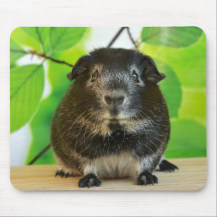 Smooth Silver Fox Guinea Pig Mouse Pad