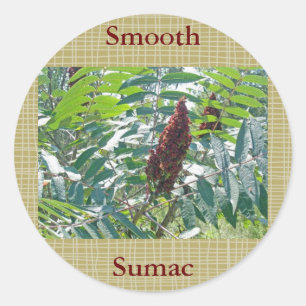 Smooth Sumac Berries Matching Items Classic Round Sticker