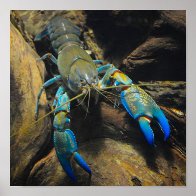 Smooth Yabby Poster (Front)