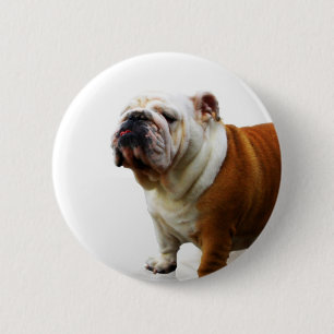 Smug Bulldog Pin