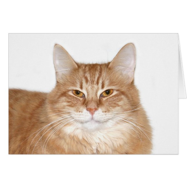 Smug smiling cat (Front Horizontal)