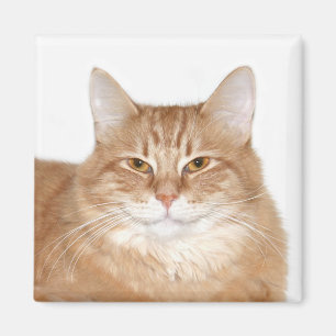 Smug smiling cat magnet