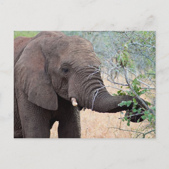 Snack Time - Elephant Postcard (Front)